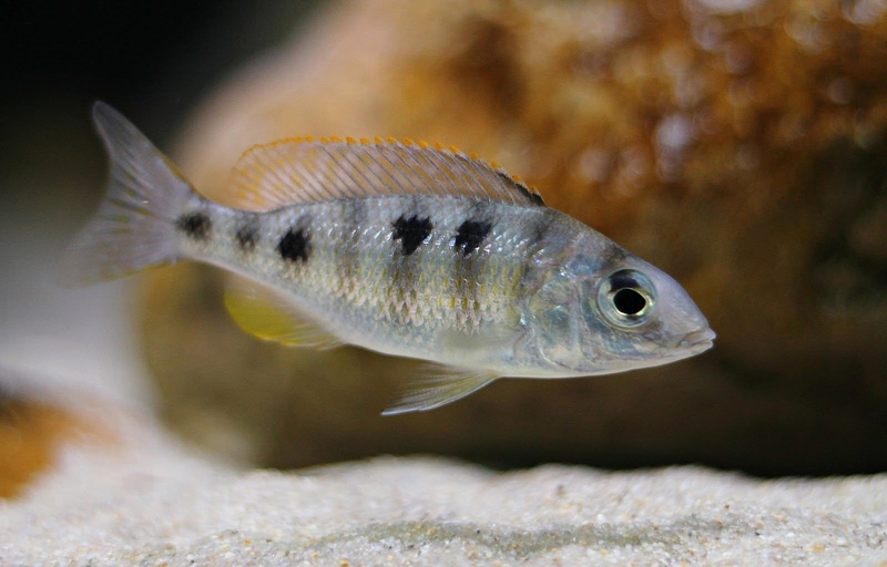 Mylochromis ericotaenia 'Manda'